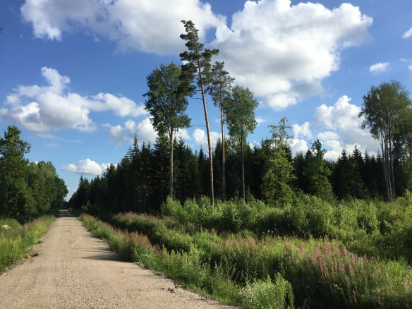 Latvian countryside: forests and fields.